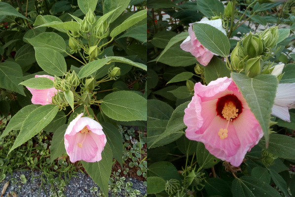 [Two photos spliced together. On the left is a top down view of a section of the plant with two partially open blooms and at least ten fully-closed green buds. Part of the inside of the one open bloom is visible. The stamen is thick near the base and one thin long section extends to a grouping at the outer-most end. The photo on the right is looking into the partially open flower with its petals overlapping in a cup. The petals are light pink. The center of the flower is deep red. The stamen are cream color. The stamen appear to be a grouping of short stems with one very long stem in the middle which ends in five small spheres.]